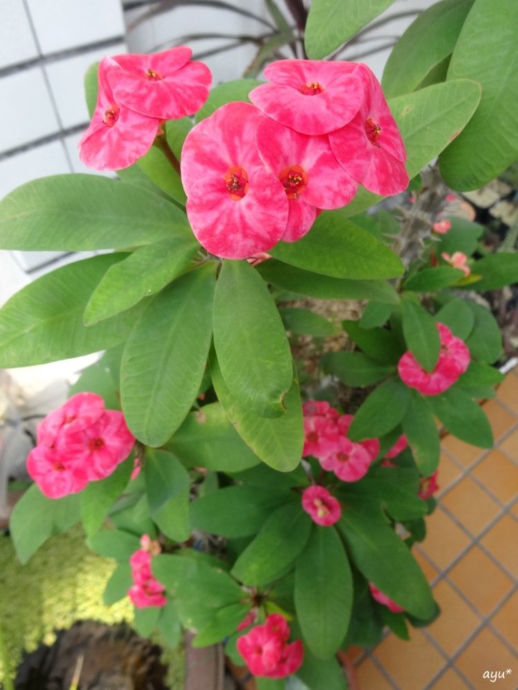 多肉の花と残念賞…