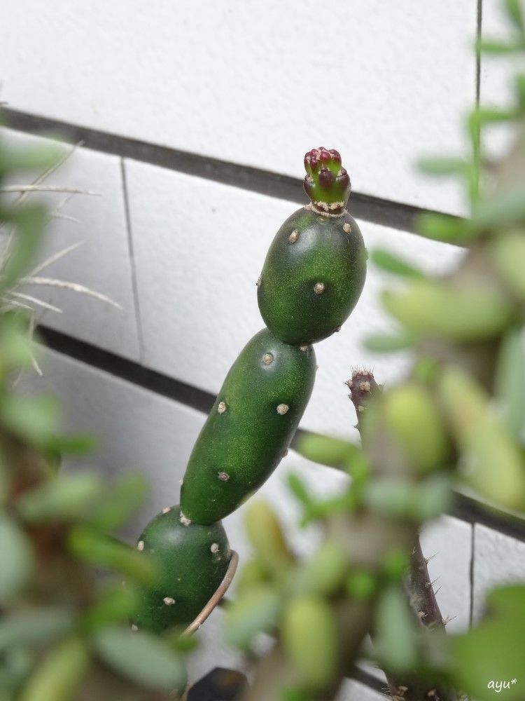 多肉の花と残念賞…