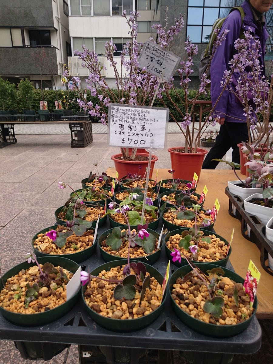 新宿御苑花市場