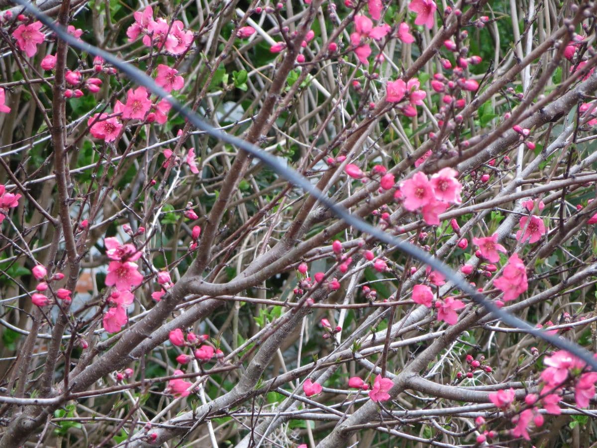 遅咲きの花桃