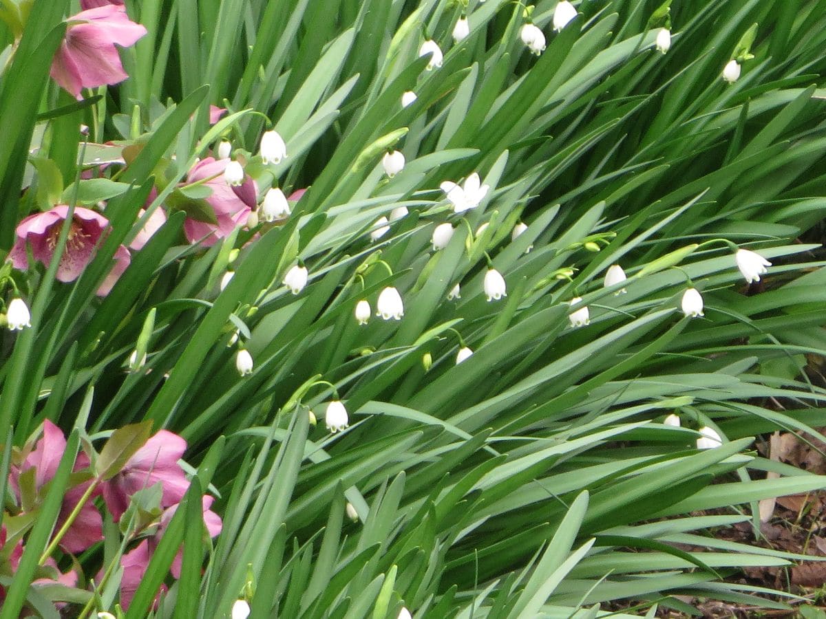 遅咲きの花桃