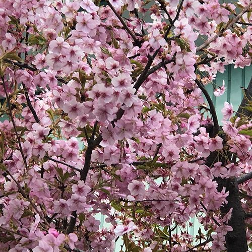 春の小球根たちと桜？