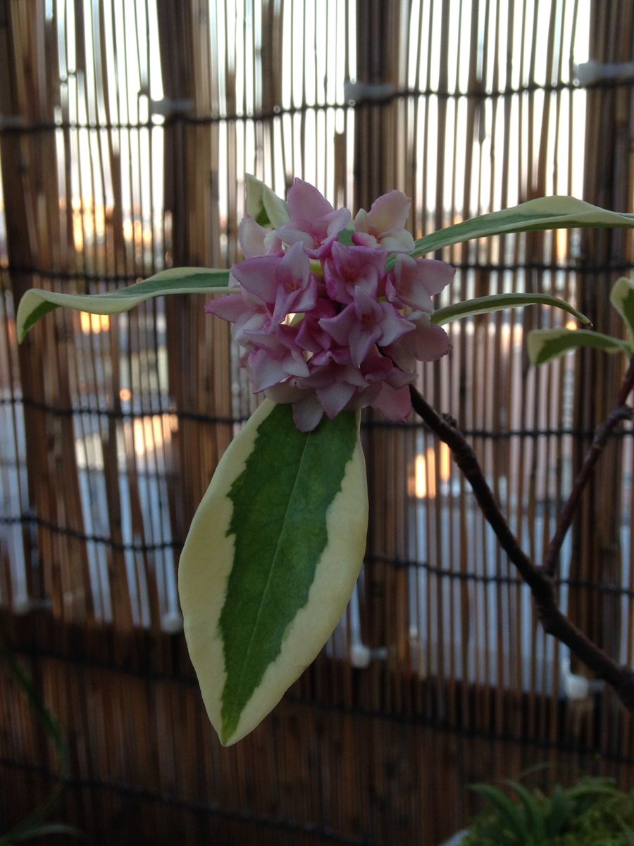 ミニ盆栽のジンチョウゲ 〜開花2019～