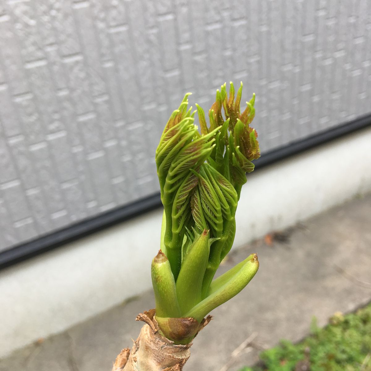 春の息吹🌱