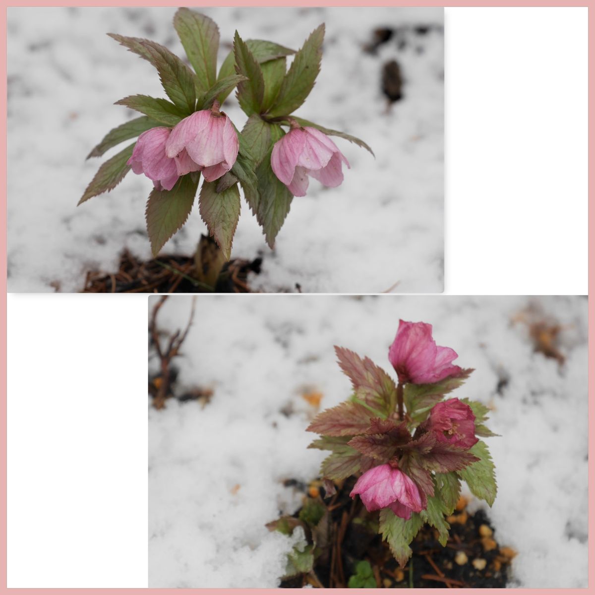 雪の六甲高山植物園