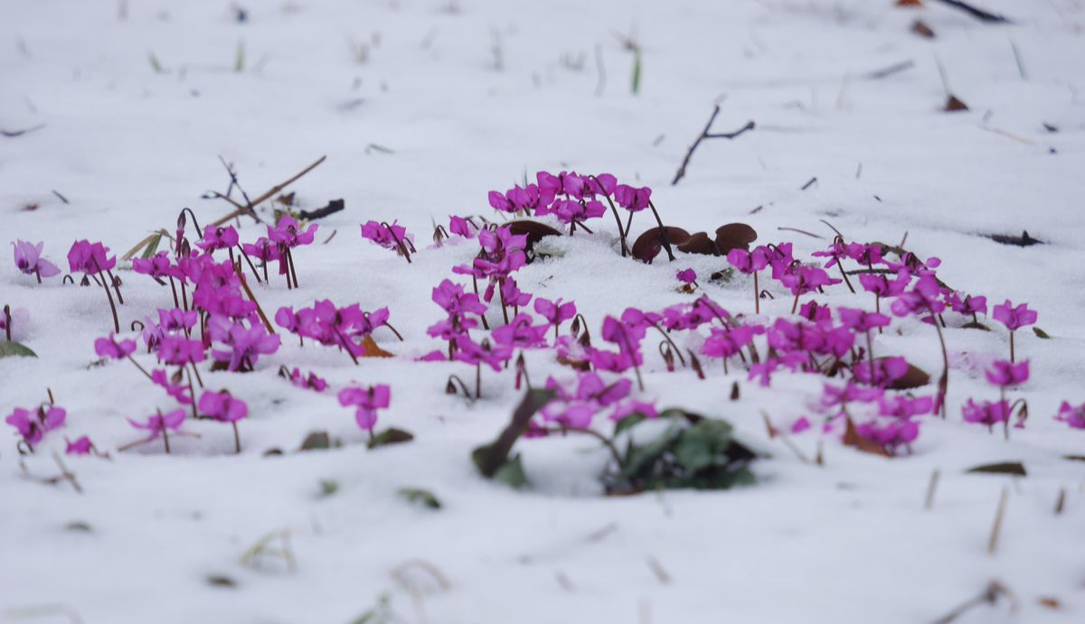 雪の六甲高山植物園