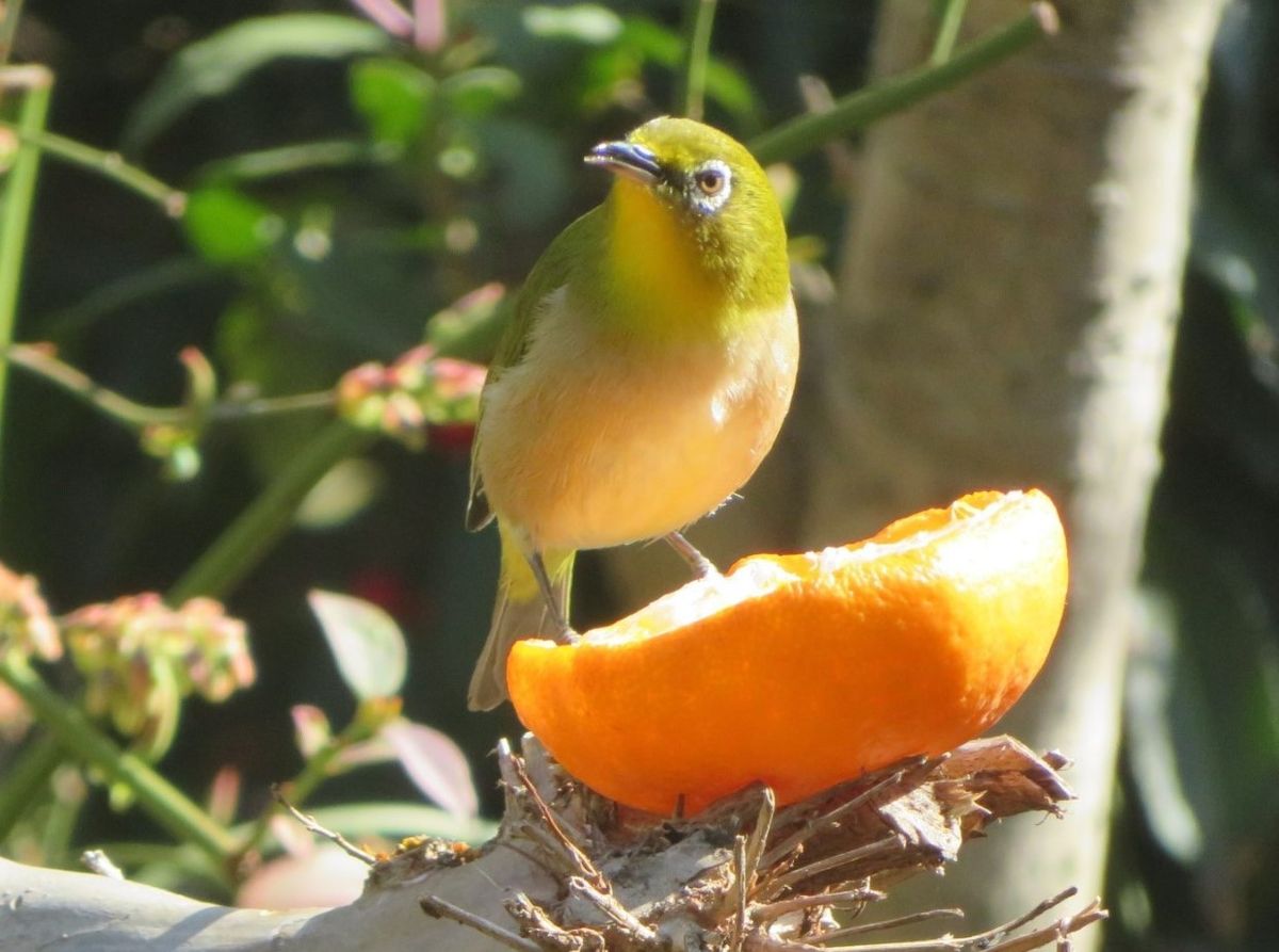 今日は🐦メジロも飛来した🐦🐦🐦