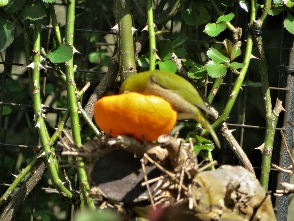 今日は🐦メジロも飛来した🐦🐦🐦