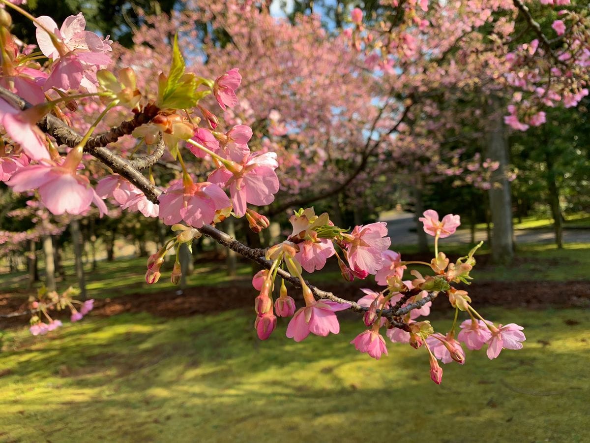 河津桜が七分咲