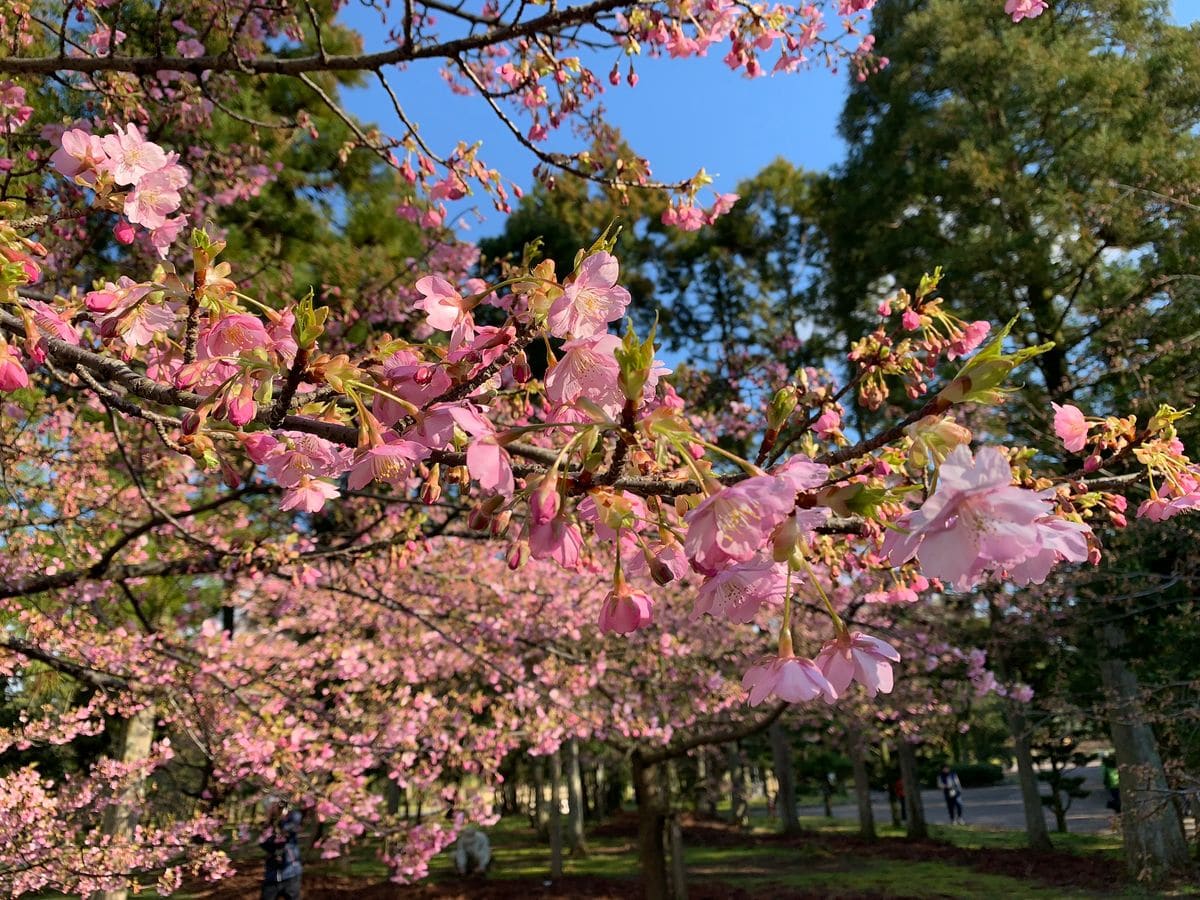 河津桜が七分咲