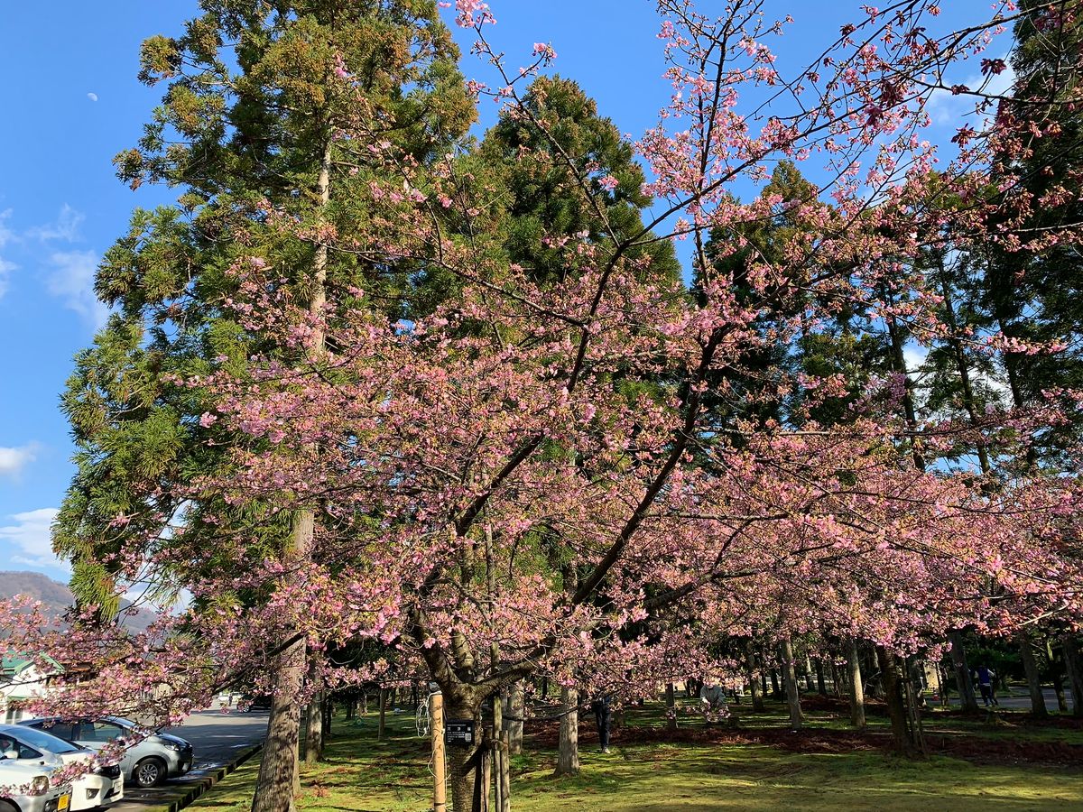 河津桜が七分咲