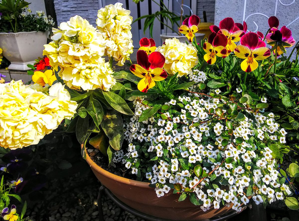 満開の寄せ植えで競争