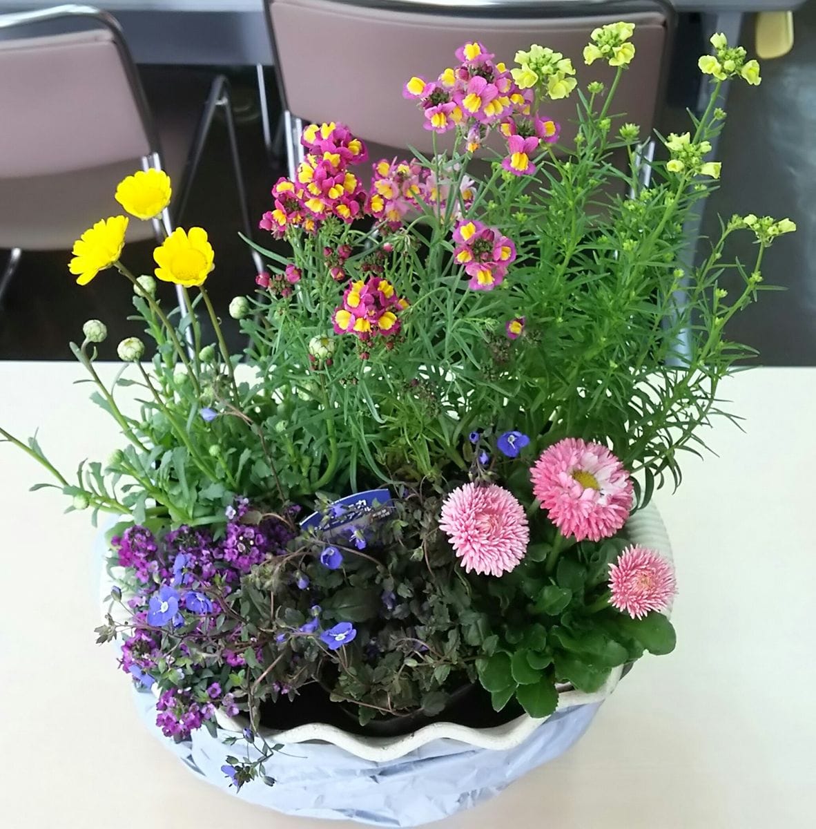 先日の寄せ植えの実習とオフィス前のお花("⌒∇⌒")