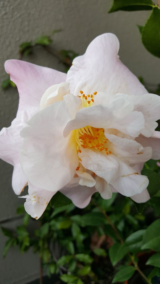 ふくおかルーバルガーデン2～春🌷の庭便り❗久留米つばき祭りで出会った花🌼が咲きました😃