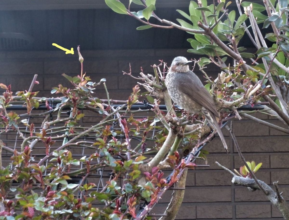 今日も🐦小鳥が飛来した