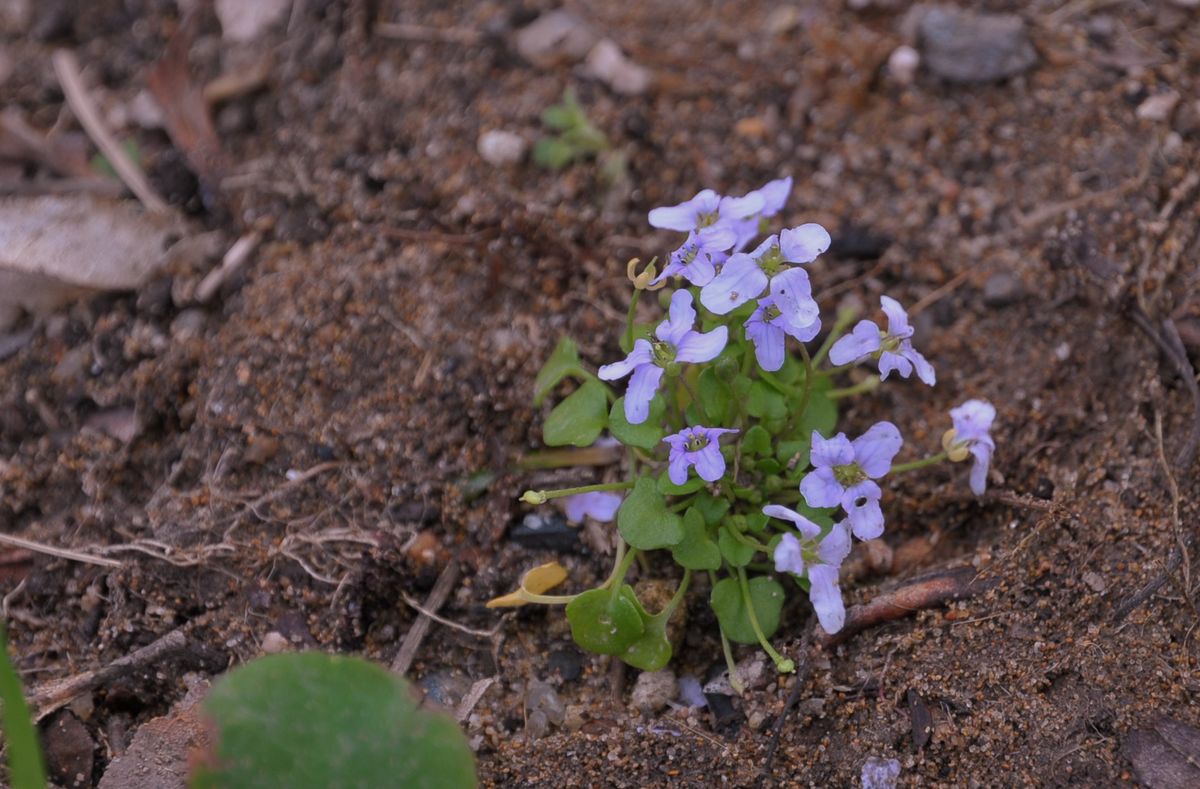 何でしょう？植えた覚えがありませんが