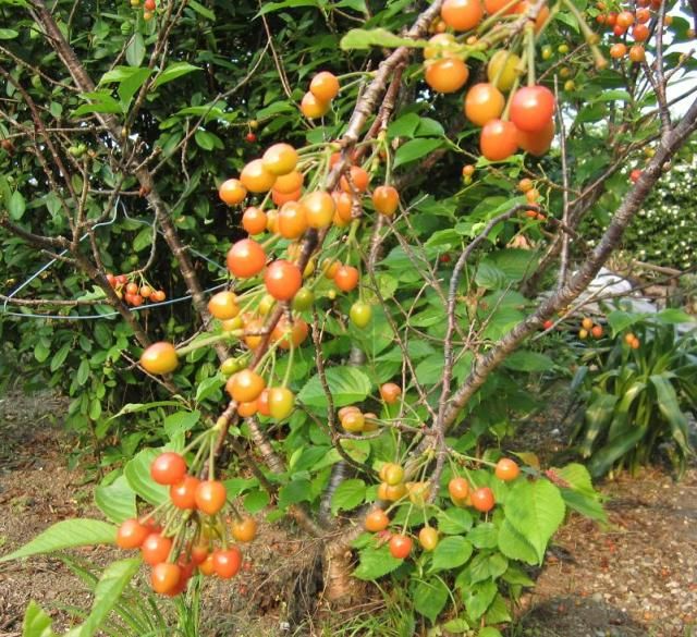 5月の庭～果実と花