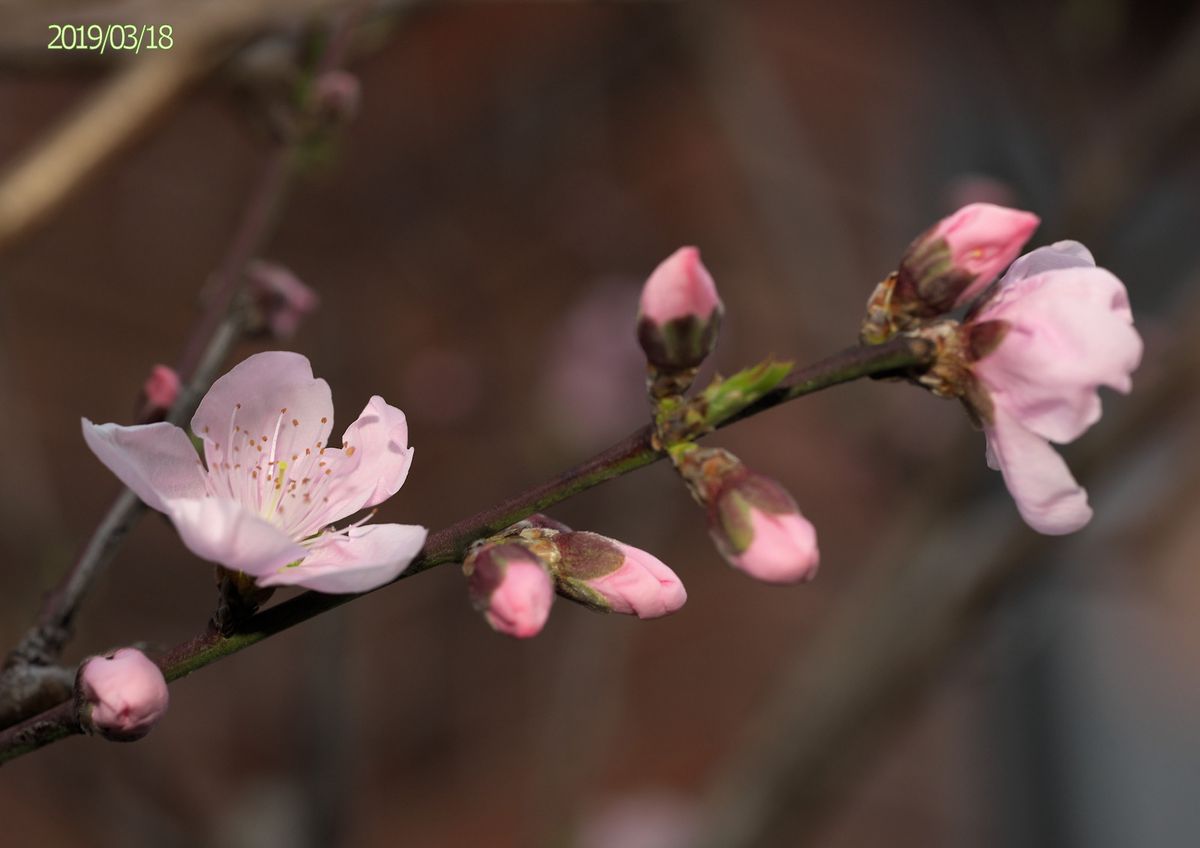 純白の挿し芽山茶花・桃開花