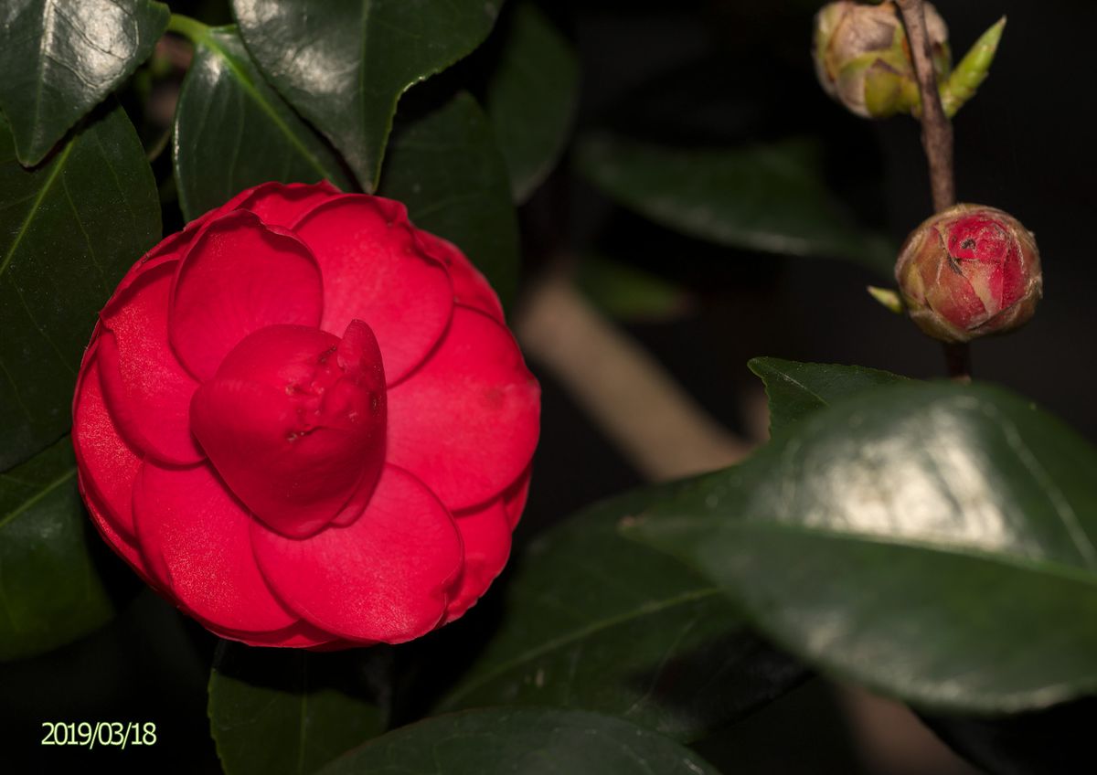 純白の挿し芽山茶花・桃開花