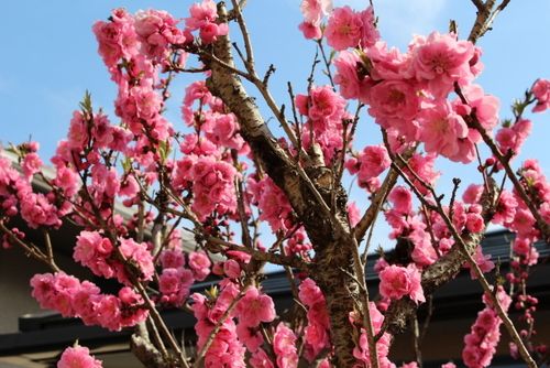 花桃が満開に