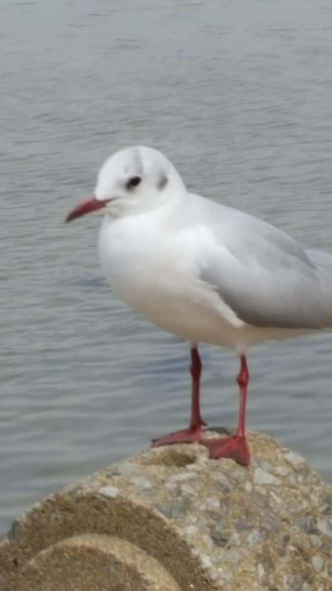 ふくおかルーバルガーデン2～春🌷の庭便り❗ゆりかもめ🐦さんもうすぐ旅立ちだね