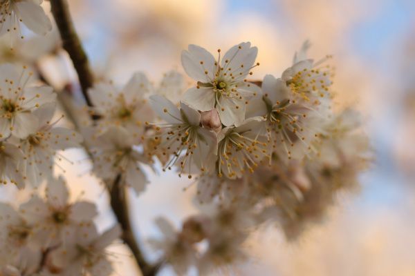 暖地さくらんぼが満開