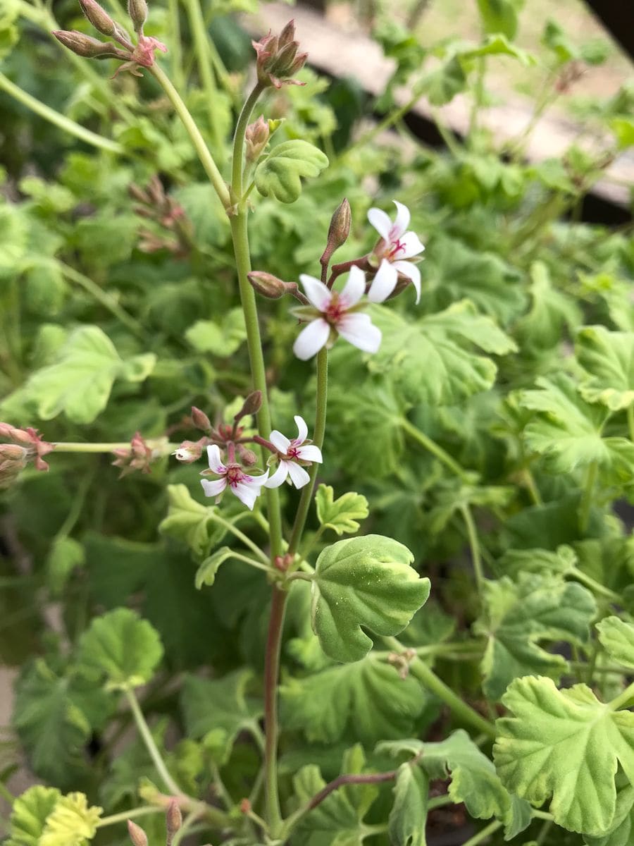 鉢植えの花たち