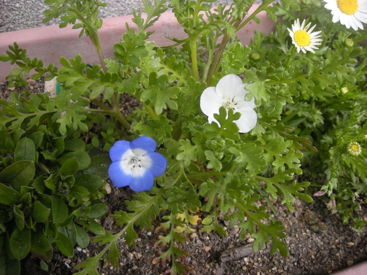 プランターの花