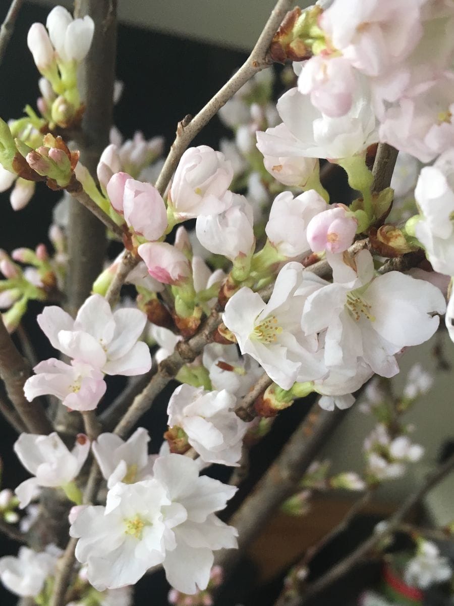 彼岸桜