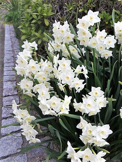 春の遊歩道🌷