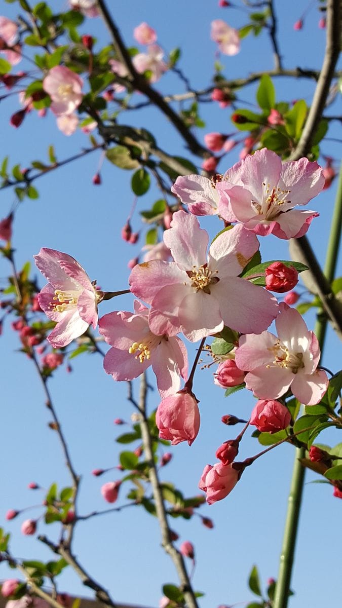 ふくおかルーバルガーデン2～春🌸の庭便り❗ハナカイドウの桃色の花と青い空がお似合い💓