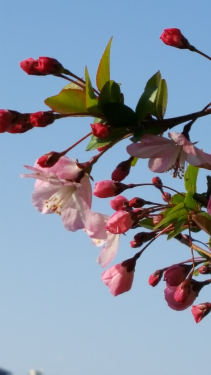 ふくおかルーバルガーデン2～春🌸の庭便り❗ハナカイドウの桃色の花と青い空がお似合い💓