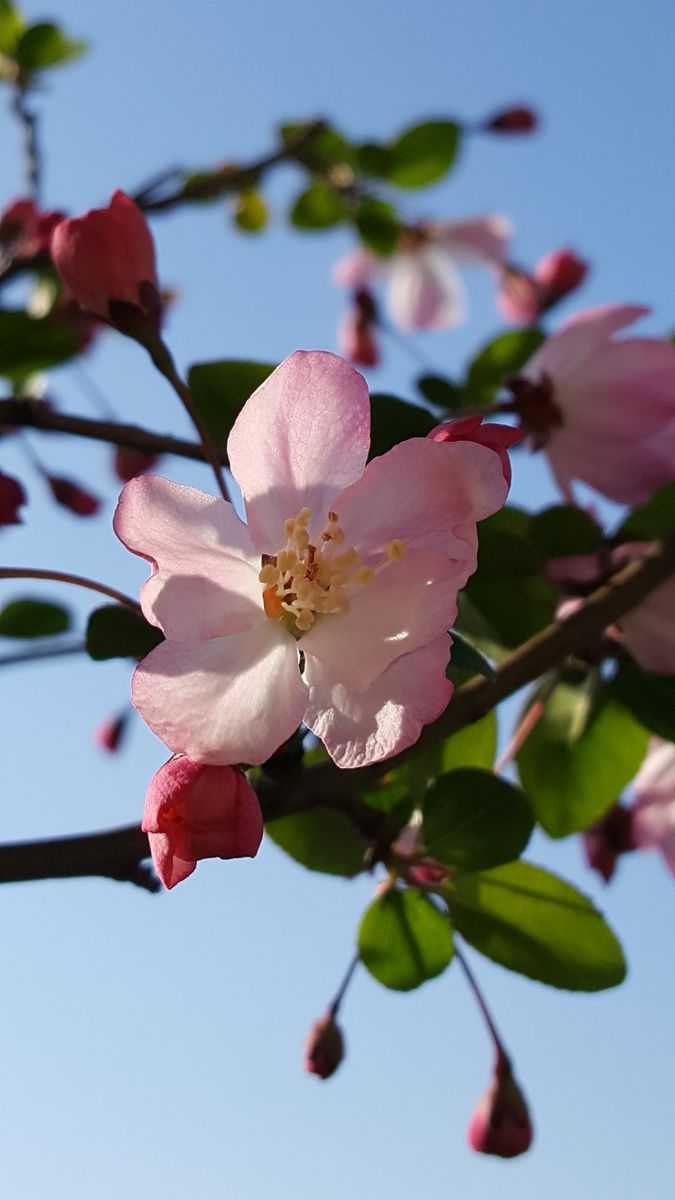 ふくおかルーバルガーデン2～春🌸の庭便り❗ハナカイドウの桃色の花と青い空がお似合い💓