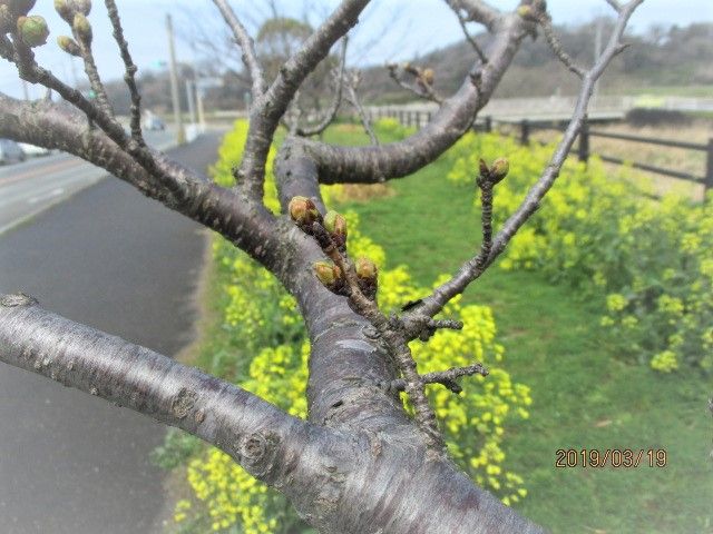 桜開花はまだです。