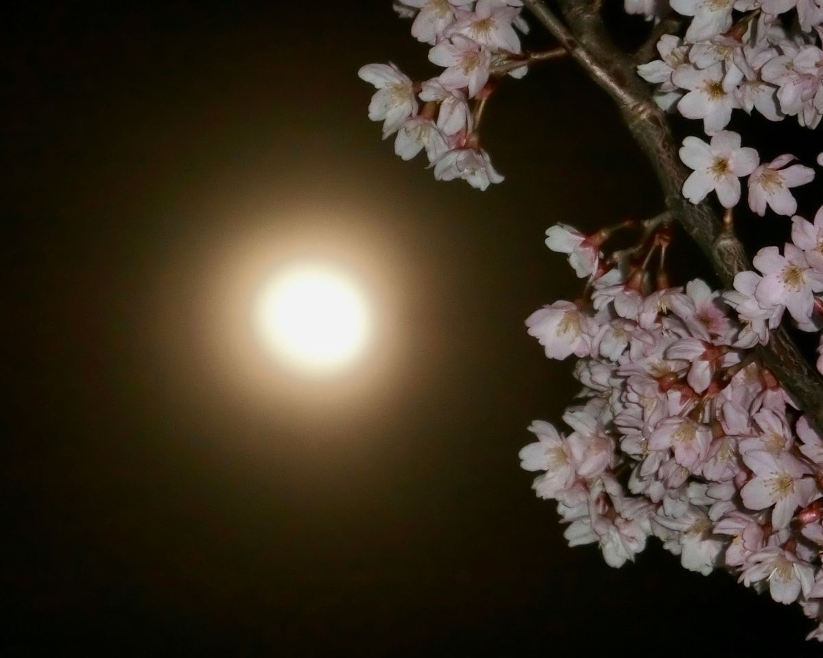 月と桜と 怪しいメール