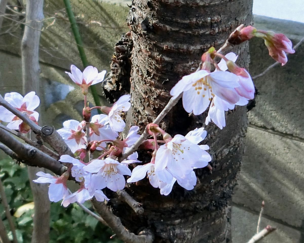 月と桜と 怪しいメール