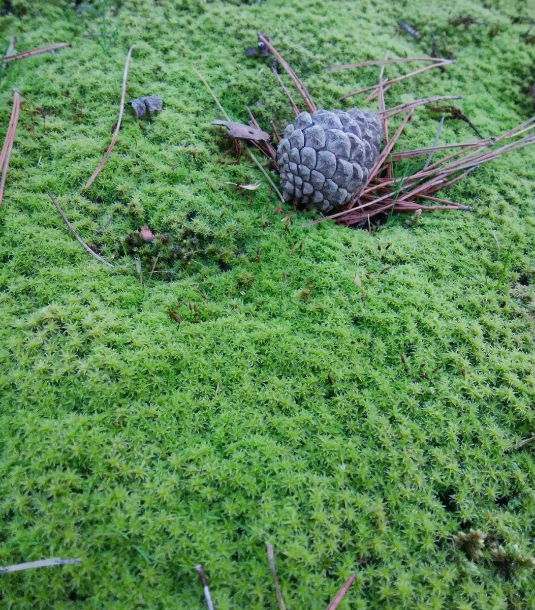 密度の高さに釘付け💚