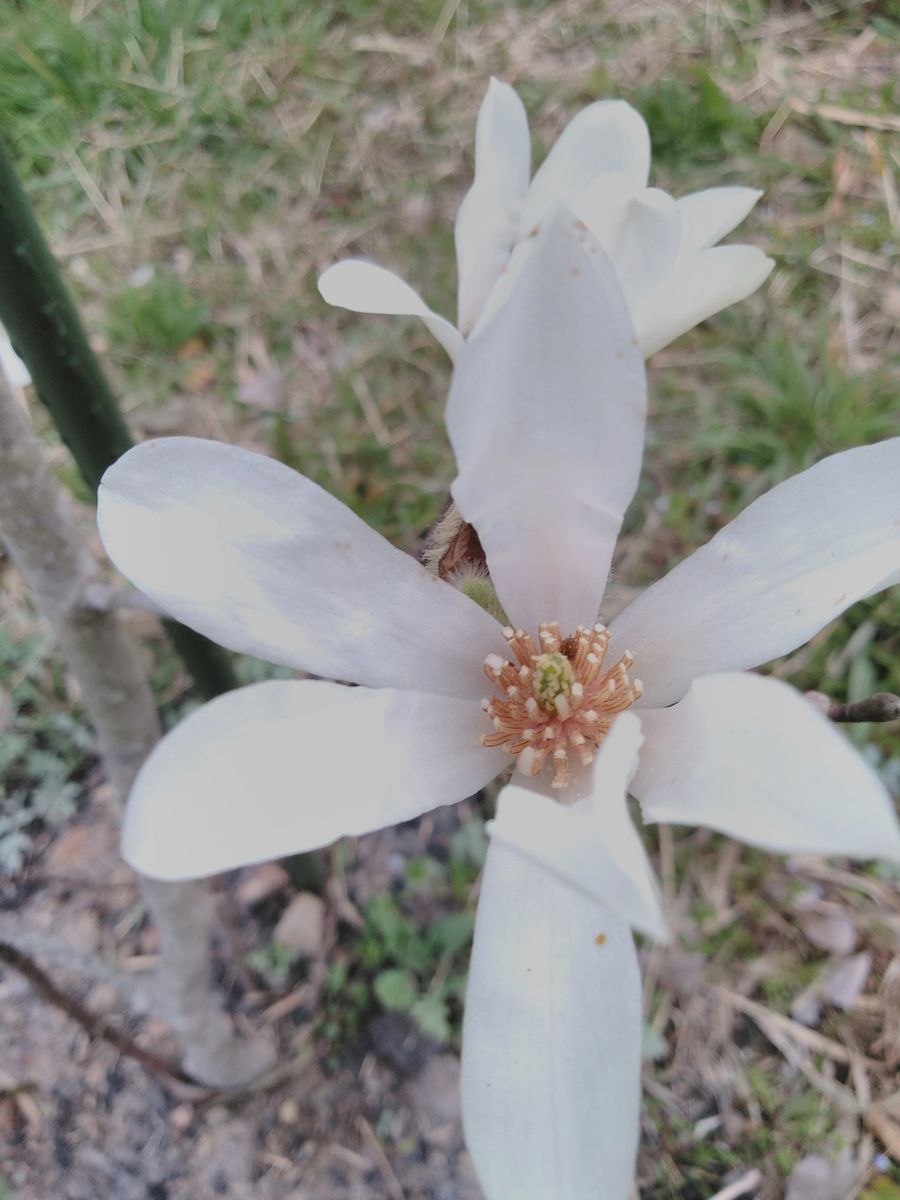 散歩道の花