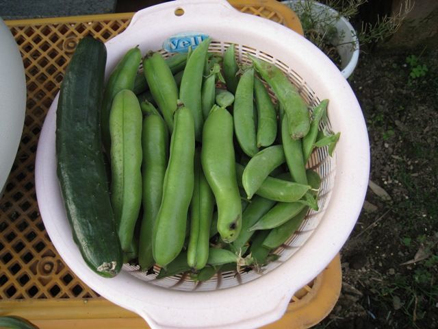 野菜の時間②　5月の収穫