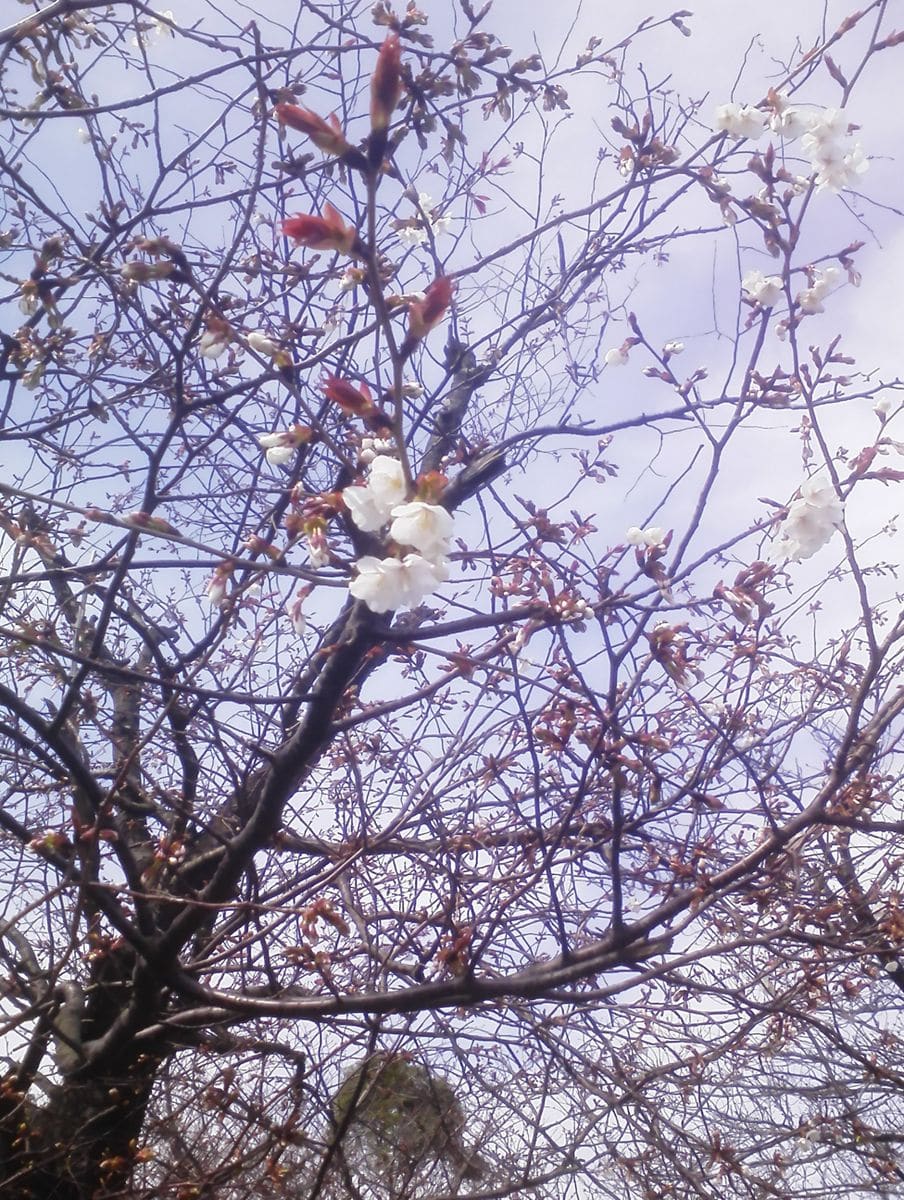 桜開花