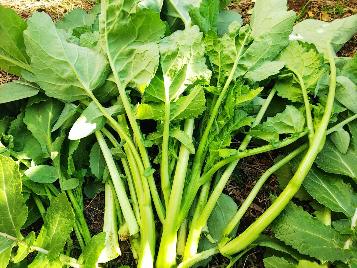 朝の野菜畑の作業