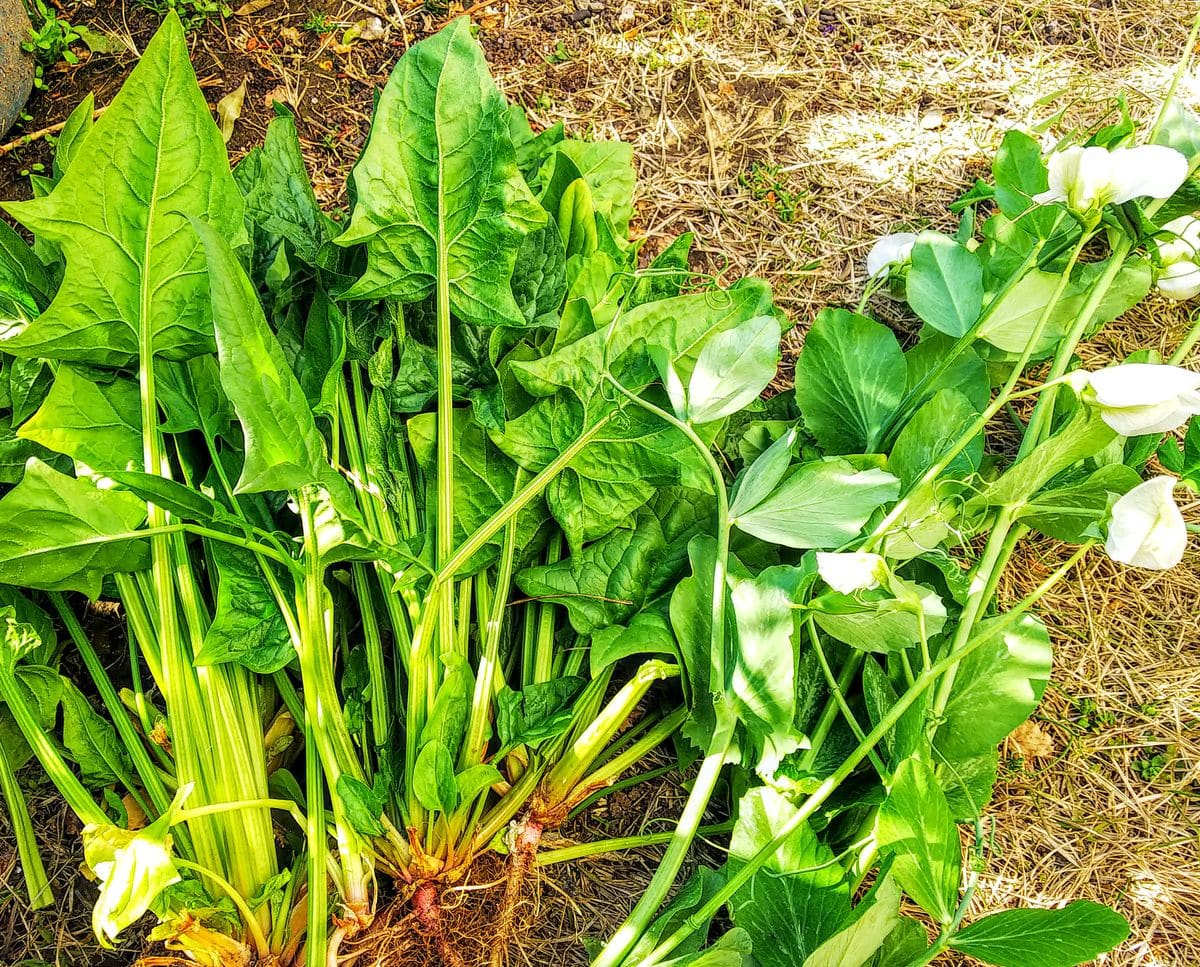 朝の野菜畑の作業