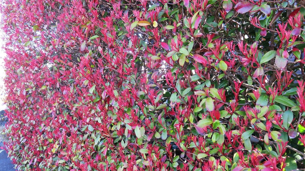 海への散歩で出会った植物１⃣