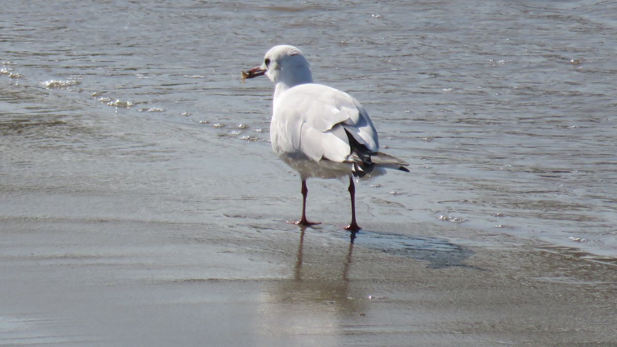 海への散歩で出会った野鳥3⃣