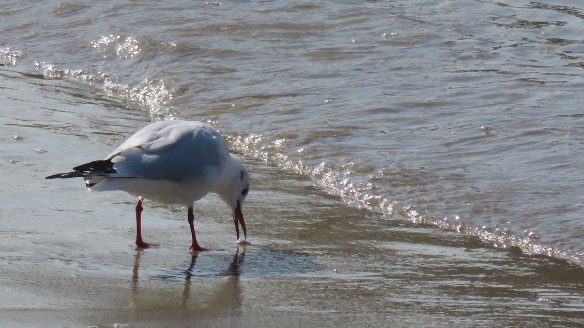 海への散歩で出会った野鳥3⃣