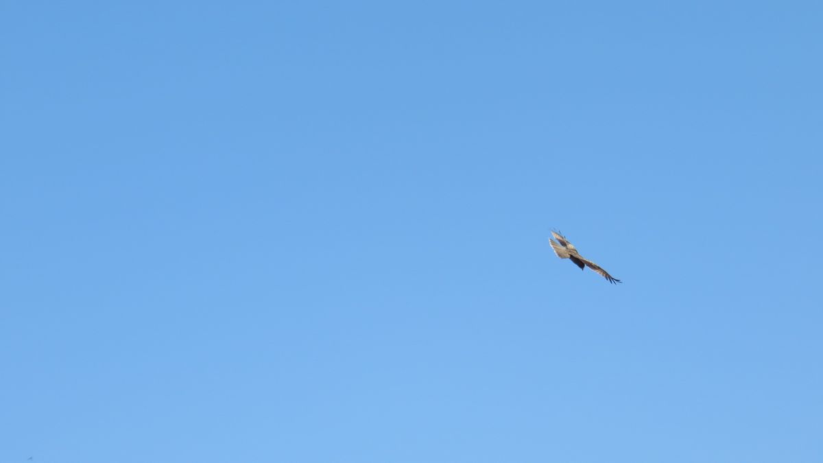 海への散歩で出会った野鳥6⃣