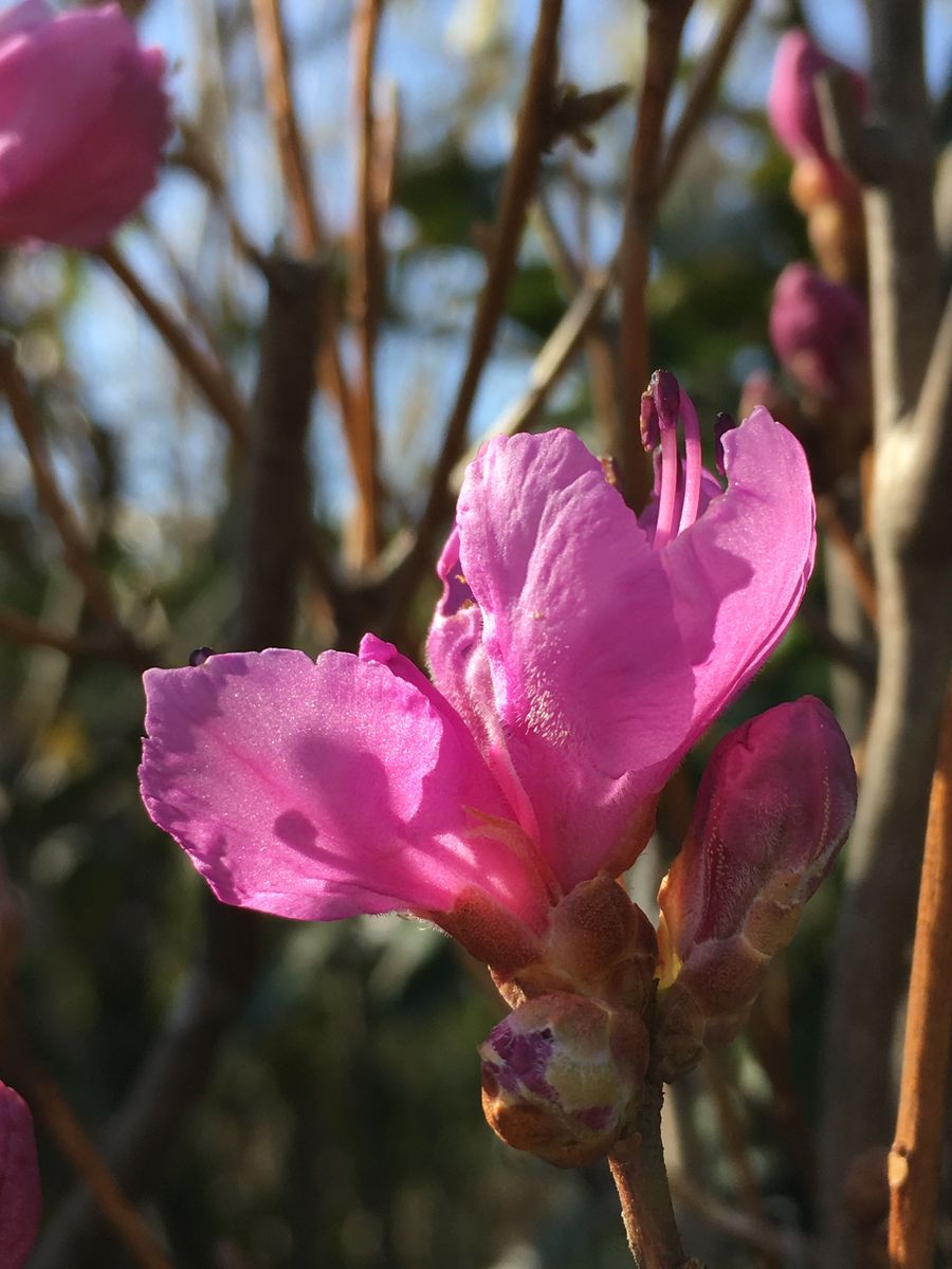 花木の季節