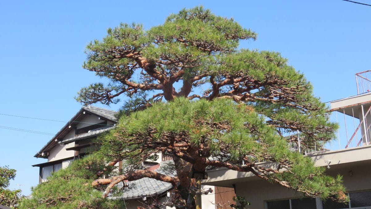 海への散歩で出会った植物7⃣