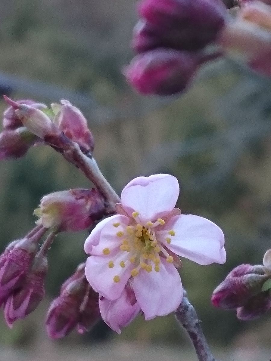 桜が咲きました😊