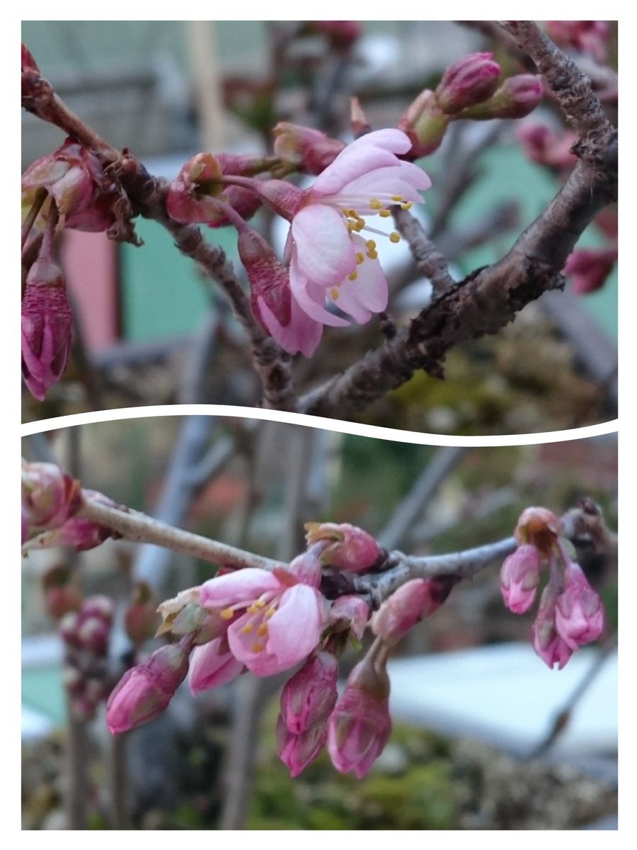 桜が咲きました😊